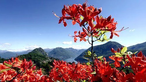 Casa e appartamento in affitto a Lugano vicino ai parchi o giardini